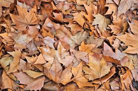 Al Concejal Mazon Le Gusta El Otono Y Sus Hojas Secas