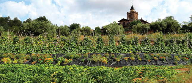 Agricultura collserola sant feliu