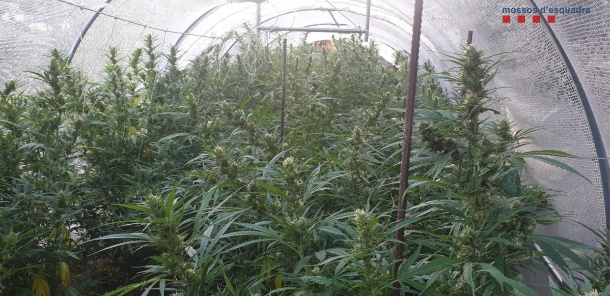 Plantacion marihuana esparreguera