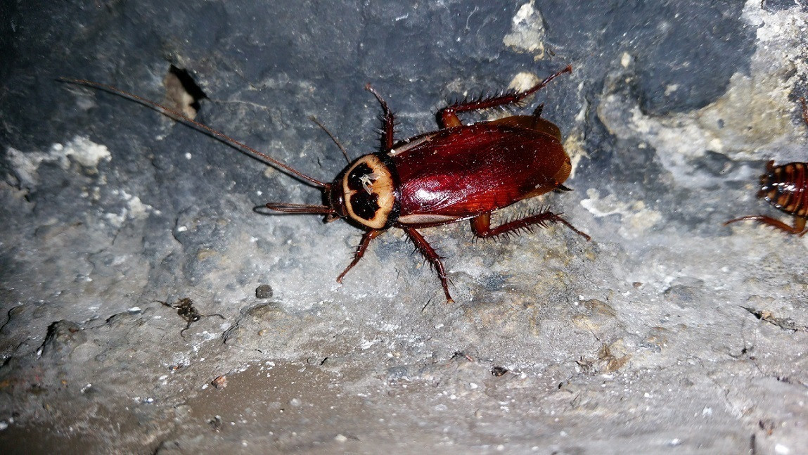 EuropaPress 1610436 detectada madrid cucaracha australiana nueva especie no autoctona