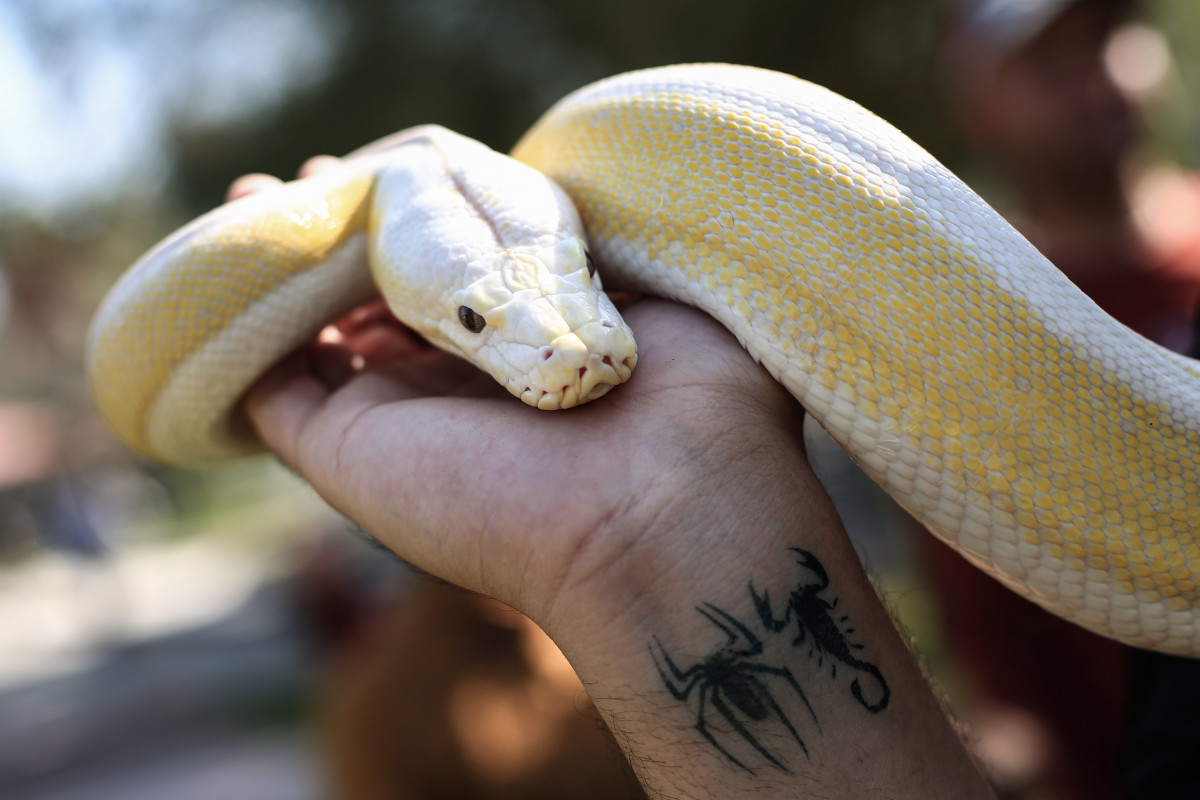 EuropaPress 4803500 11 november 2022 iraq baghdad reptile breeder holds snake during show for