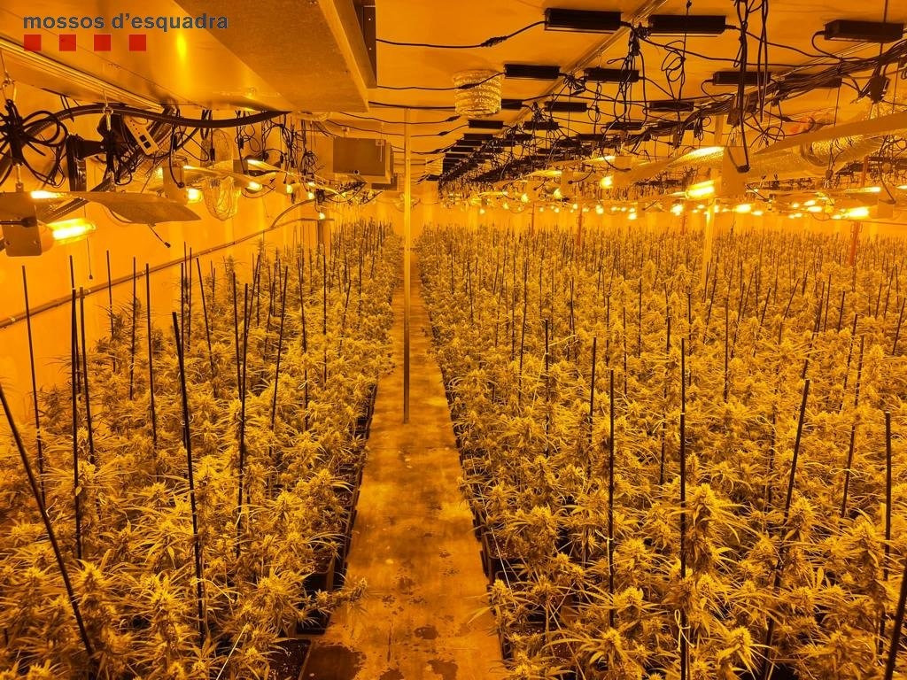 Imagen de las 2.700 plantas de marihuana en una nave industrial en Abrera (Barcelona)