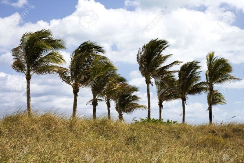 Viento