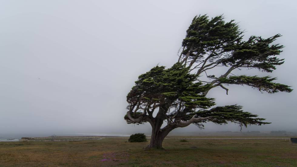 Viento