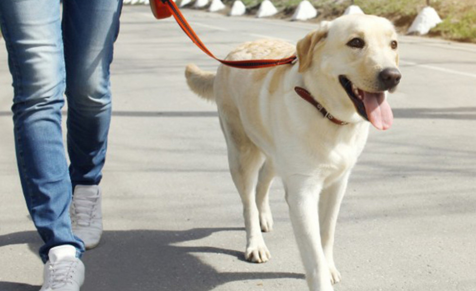 Perros esparreguera