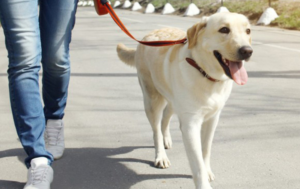 Perros esparreguera