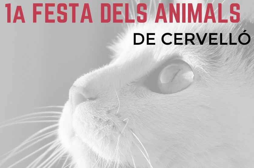 FIESTA ANIMALES CERVELLO