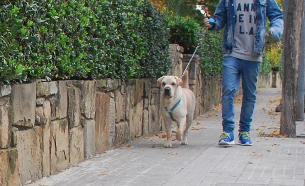 Animales