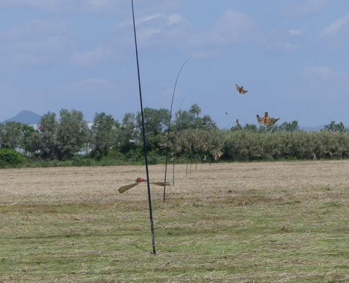 Aves el prat