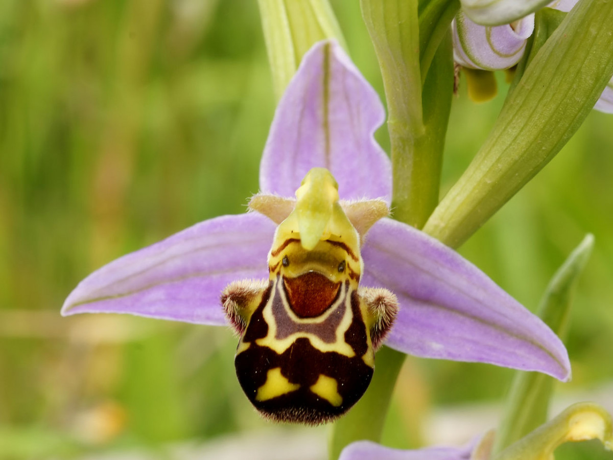 Descubren diferentes tipos de orquídeas en los márgenes de los caminos de  El Prat