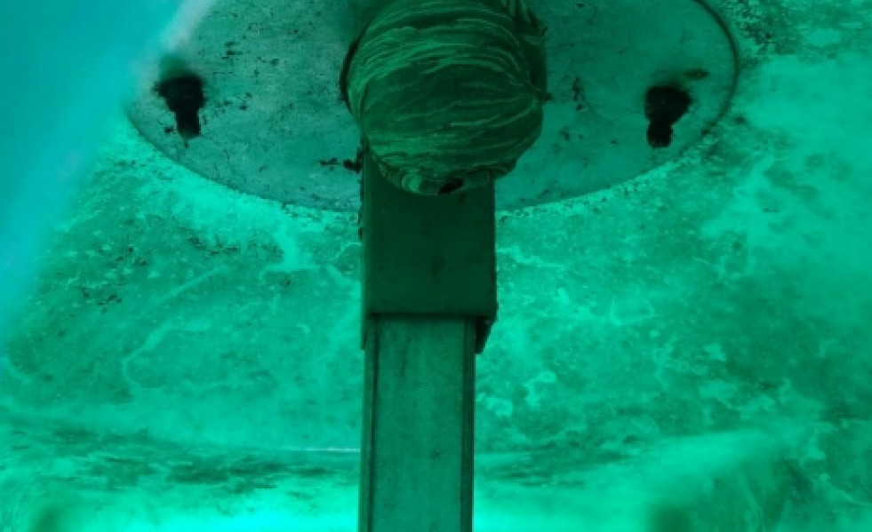 Nido avispa Vallirana