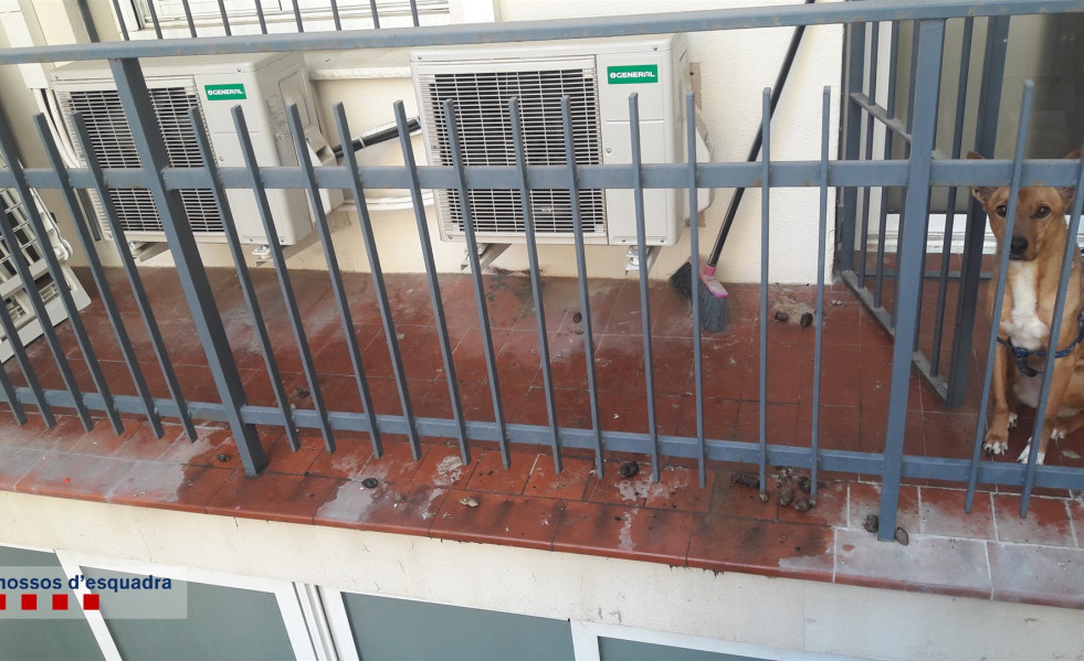 Perro abandonado balcon