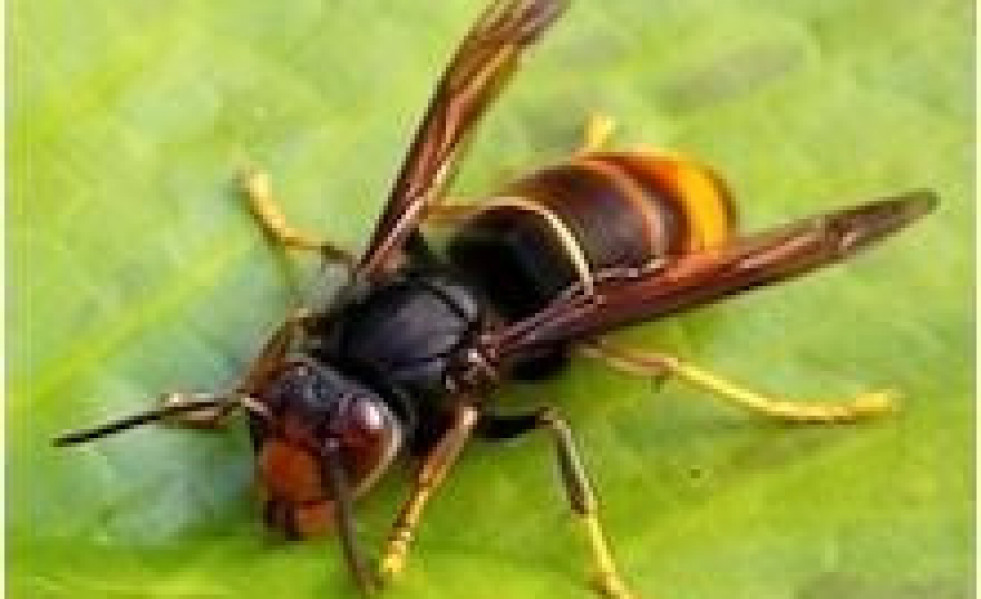 Avispa asiatica