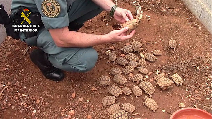 Trafico tortugas