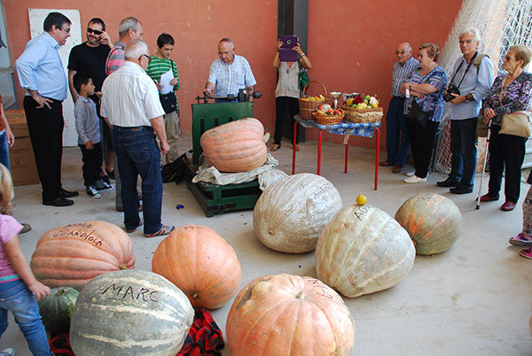 Concurso calabazas