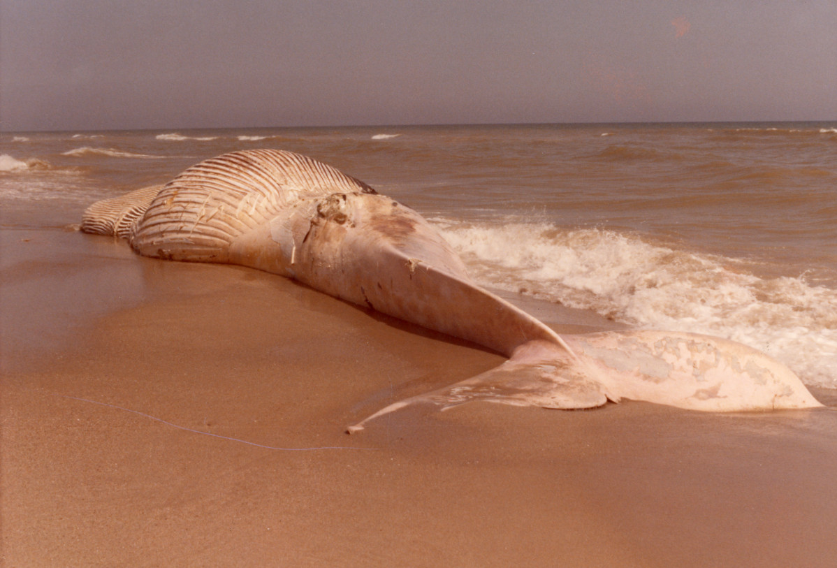 Ballena el prat