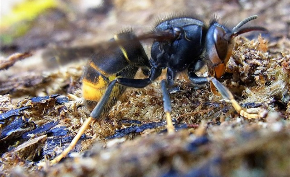 Avispa asiatica