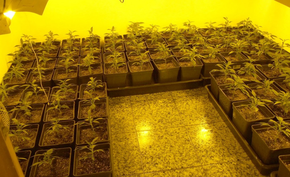 Plantación marihuana