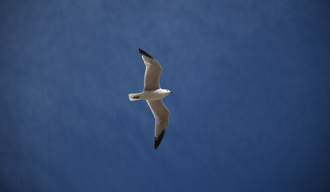 Gaviota