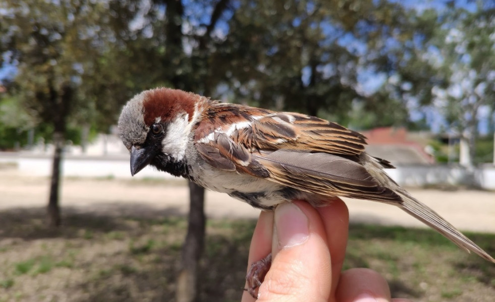 Pajaros