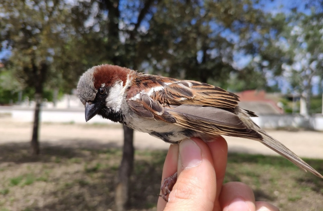 Pajaros