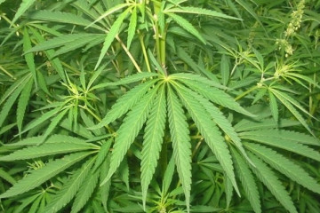 Plantas marihuana