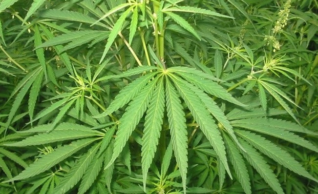 Plantas marihuana