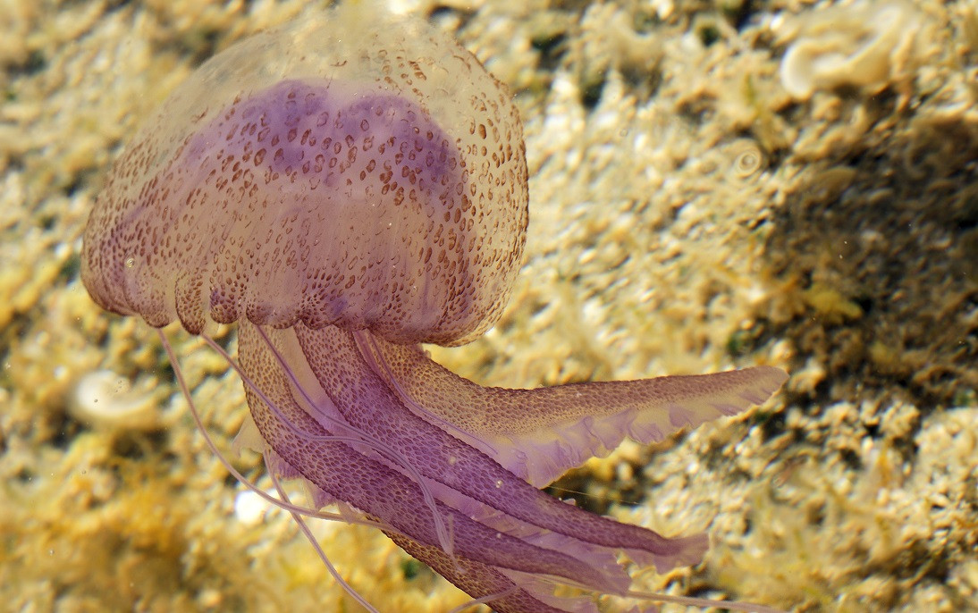 Medusa Pelagia noctiluca