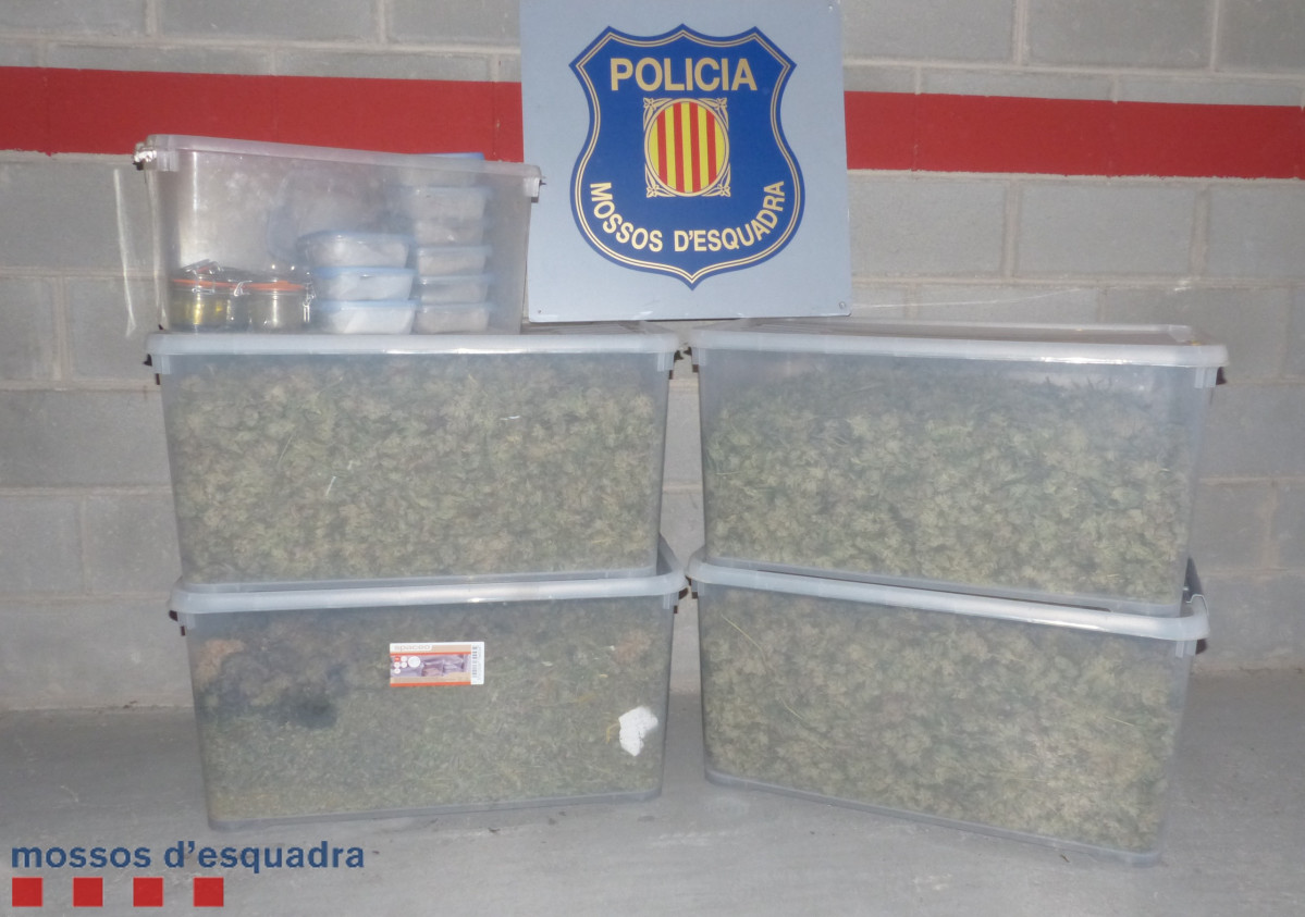 Marihuana confiscada en LHospitalet