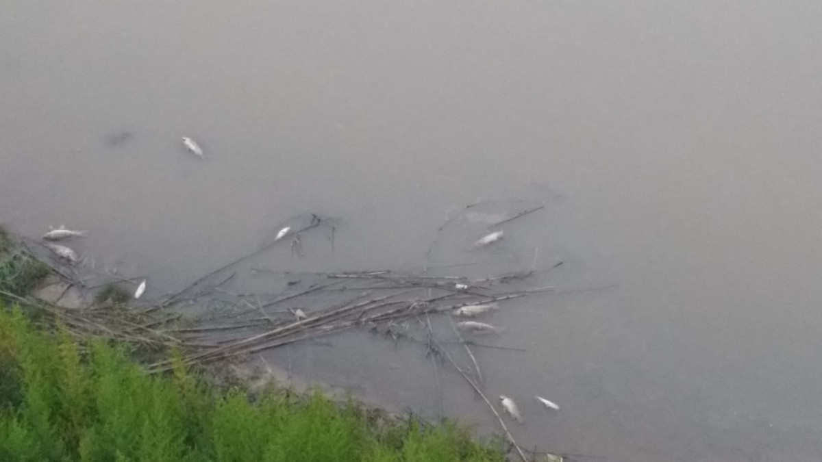 PECES MUERTOS RIO LLOBREGAT EL PRAT