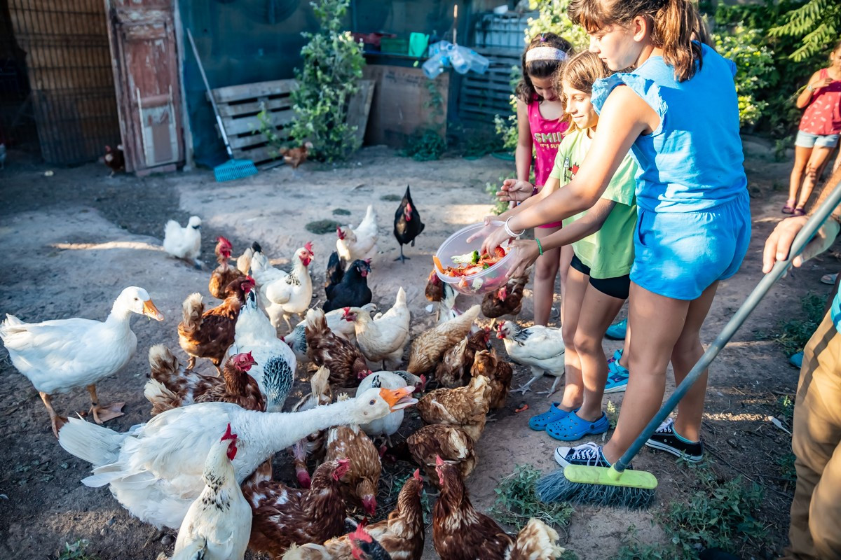 Escuela verano el prat gallinas