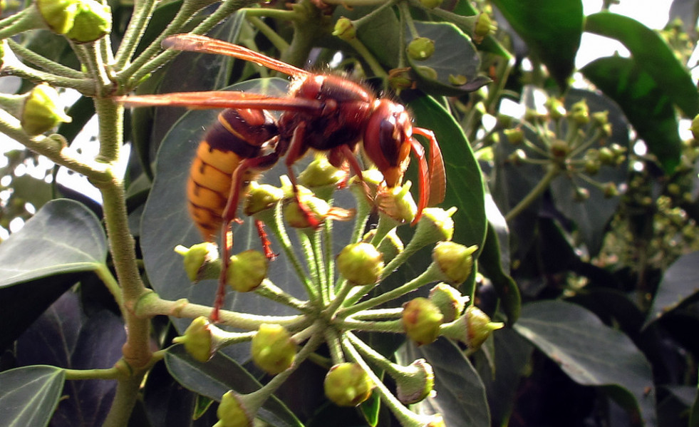 Avispa asiática