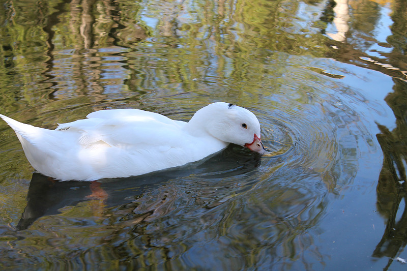 Patos