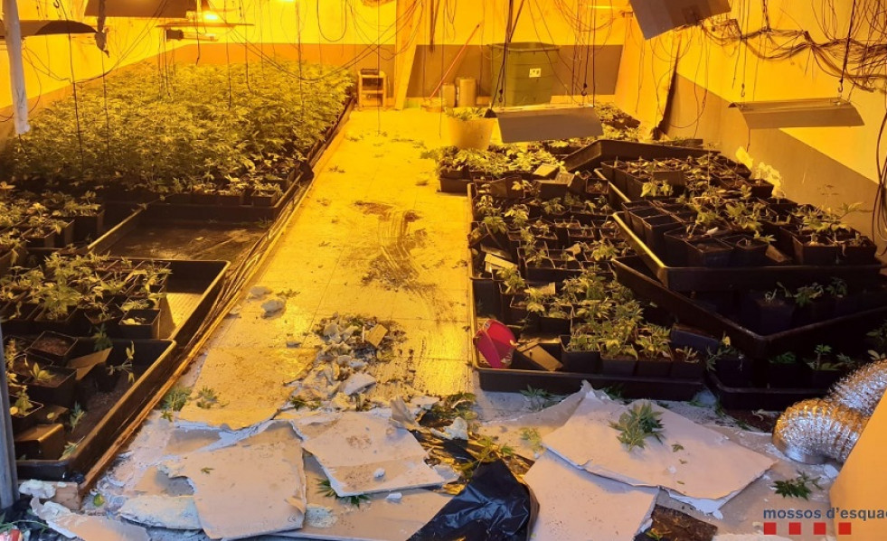 Plantacion marihuana collbato