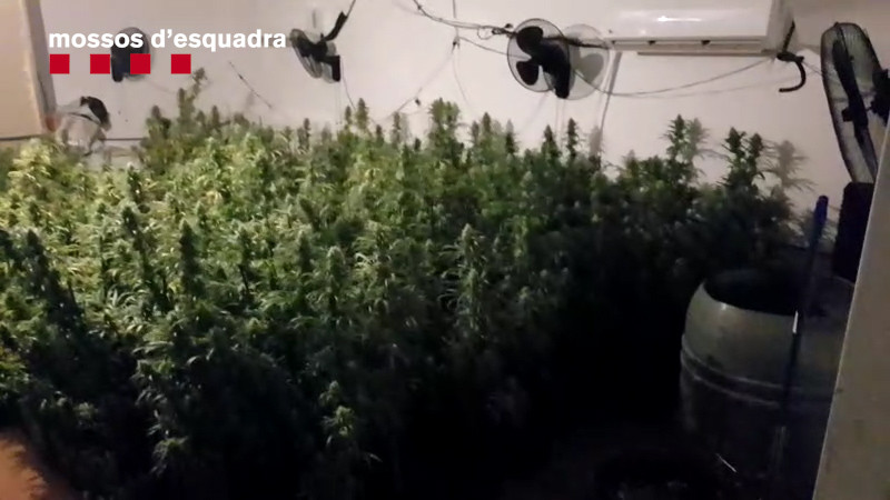 Plantacion marihuana castelldefels