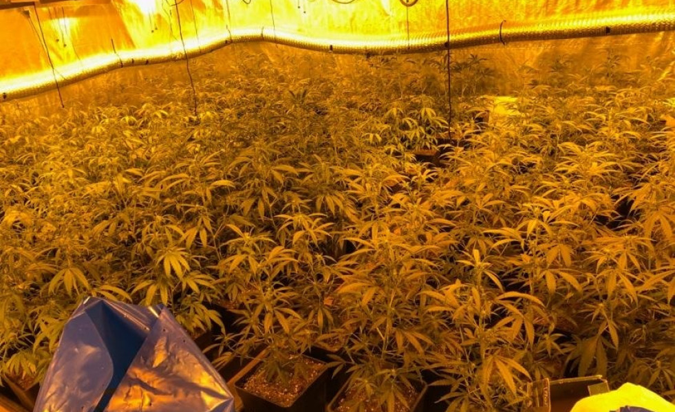 Plantacionmarihuana