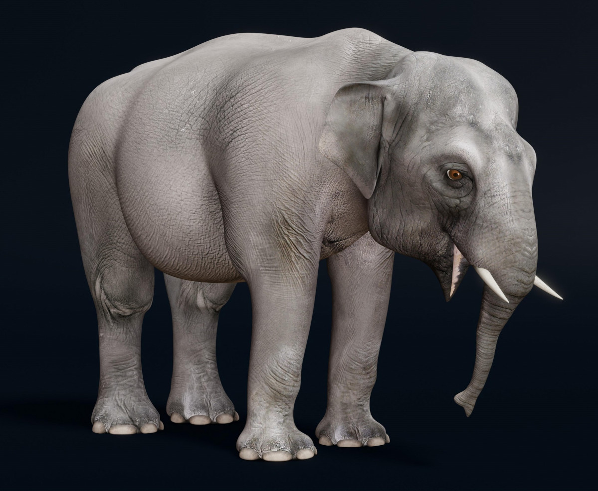 Elefante2