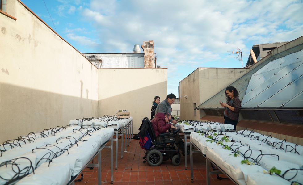 Huerto urbano en un edificio municipal de Barcelona