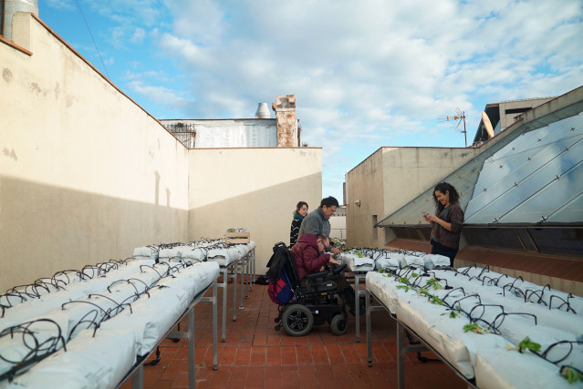 Huerto urbano en un edificio municipal de Barcelona