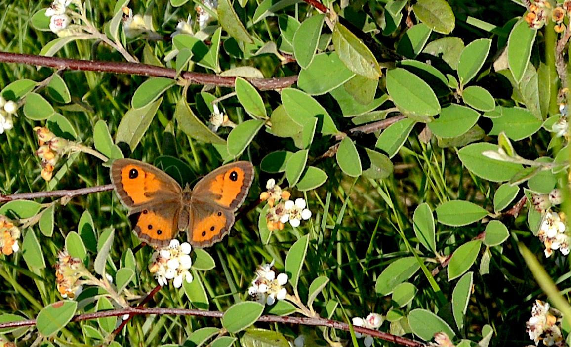 Pyronia bathseba Saltabardisses Cintada. Parc Torrent de la Font i Turu00f3 de l'Enric