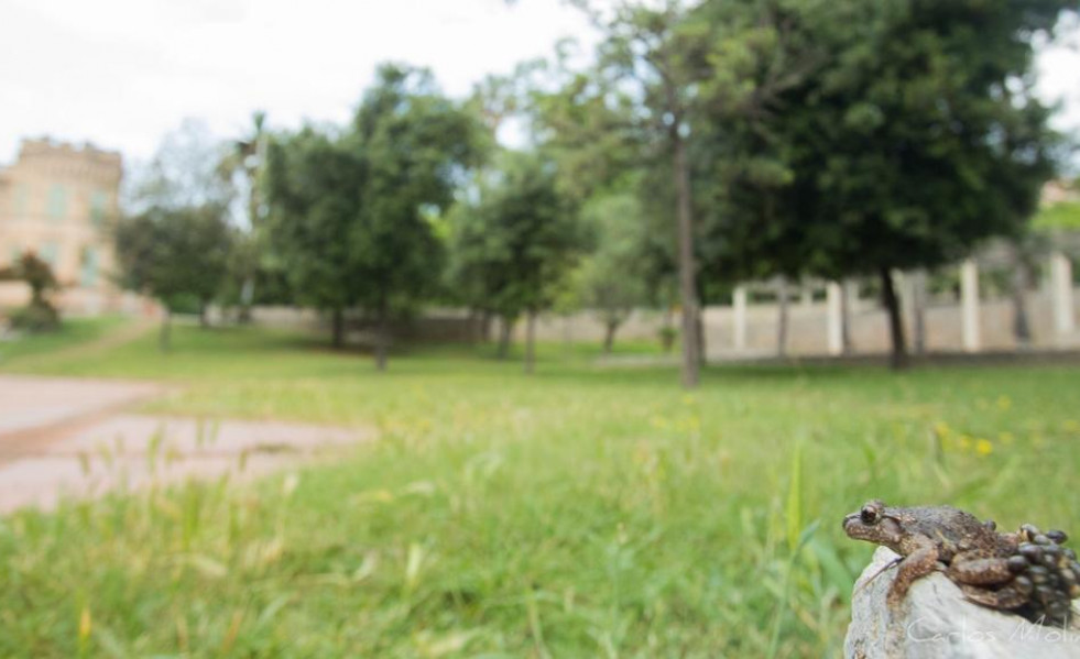 Tòtil a Can Mercader. Associacio Naturalista de Cornellà