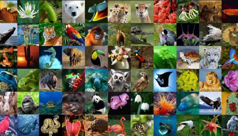 BIODIVERSIDAD2