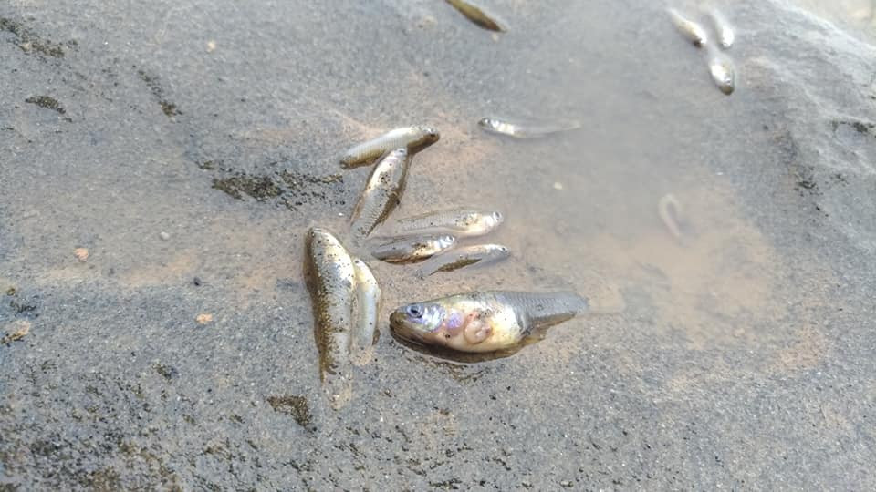 Pedes muertos riera canyars  gava