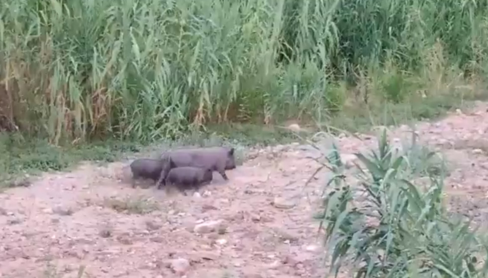 Cerdo viernamita delta llobregat