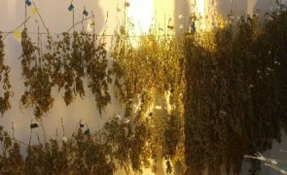 La Guardia Urbana de Barcelona ha decomisado 37 kilos de cogollos de marihuana ---la cantidad más alta incautada hasta ahora por este cuerpo-- y 1.880 plantas en dos locales de los barrios del Poblen