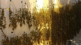 La Guardia Urbana de Barcelona ha decomisado 37 kilos de cogollos de marihuana ---la cantidad más alta incautada hasta ahora por este cuerpo-- y 1.880 plantas en dos locales de los barrios del Poblenou y de la Vila Olímpica en Barcelona.