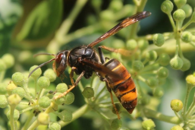 Ejemplar de avispa asiática