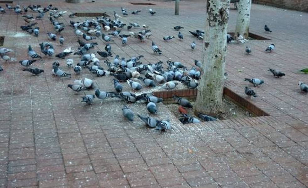 Palomas olesa