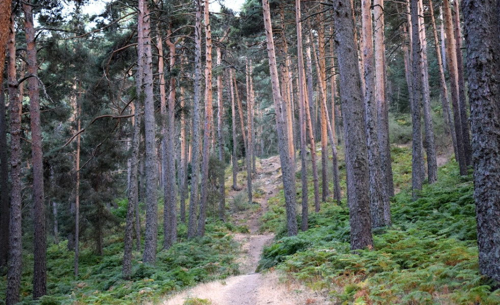 Bosques