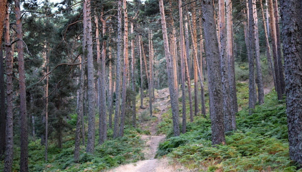 Bosques